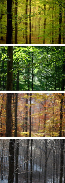 Four Seasons in the Forest